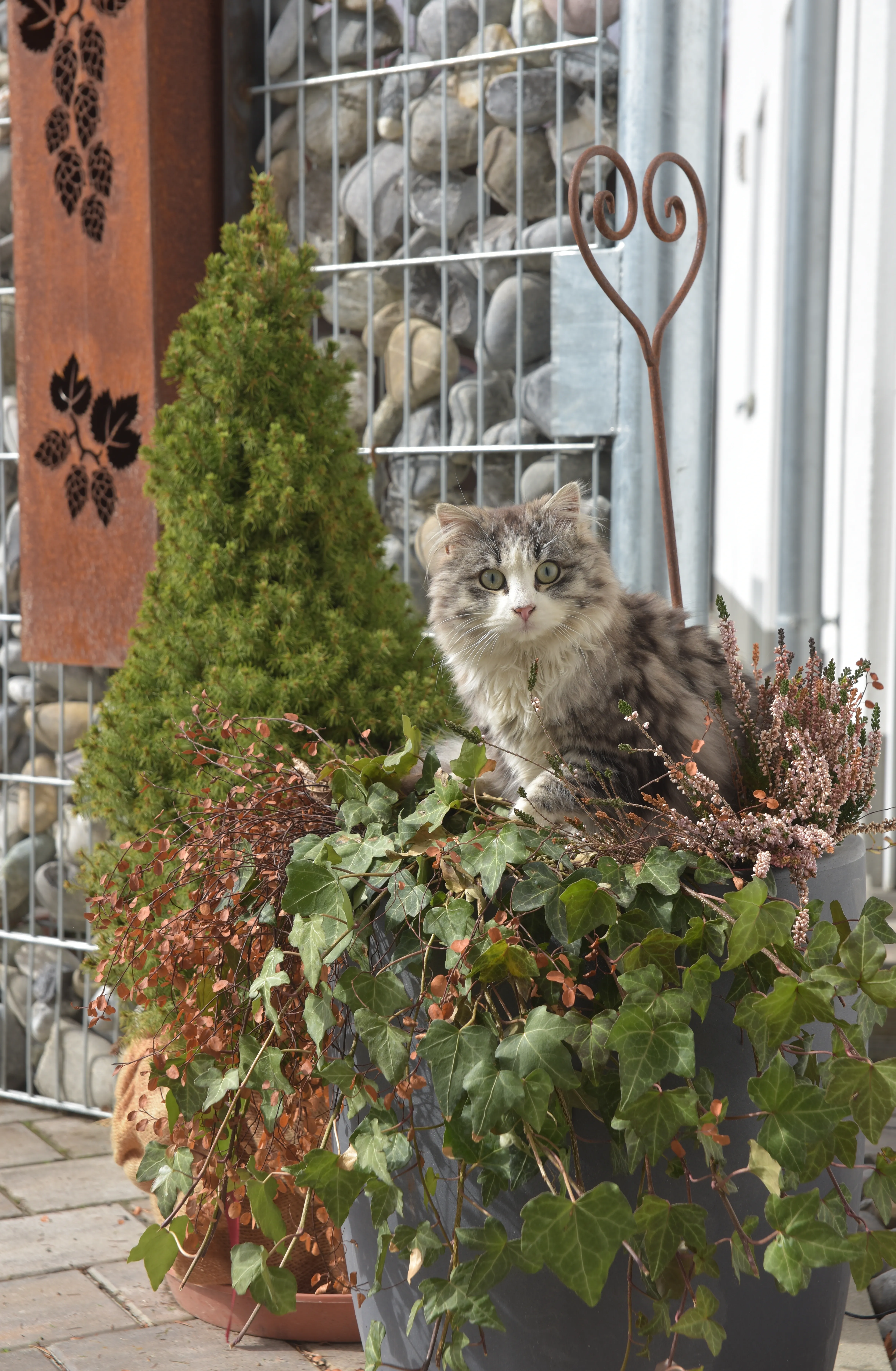 Eine unserer Hofkatzen vor der Haustür