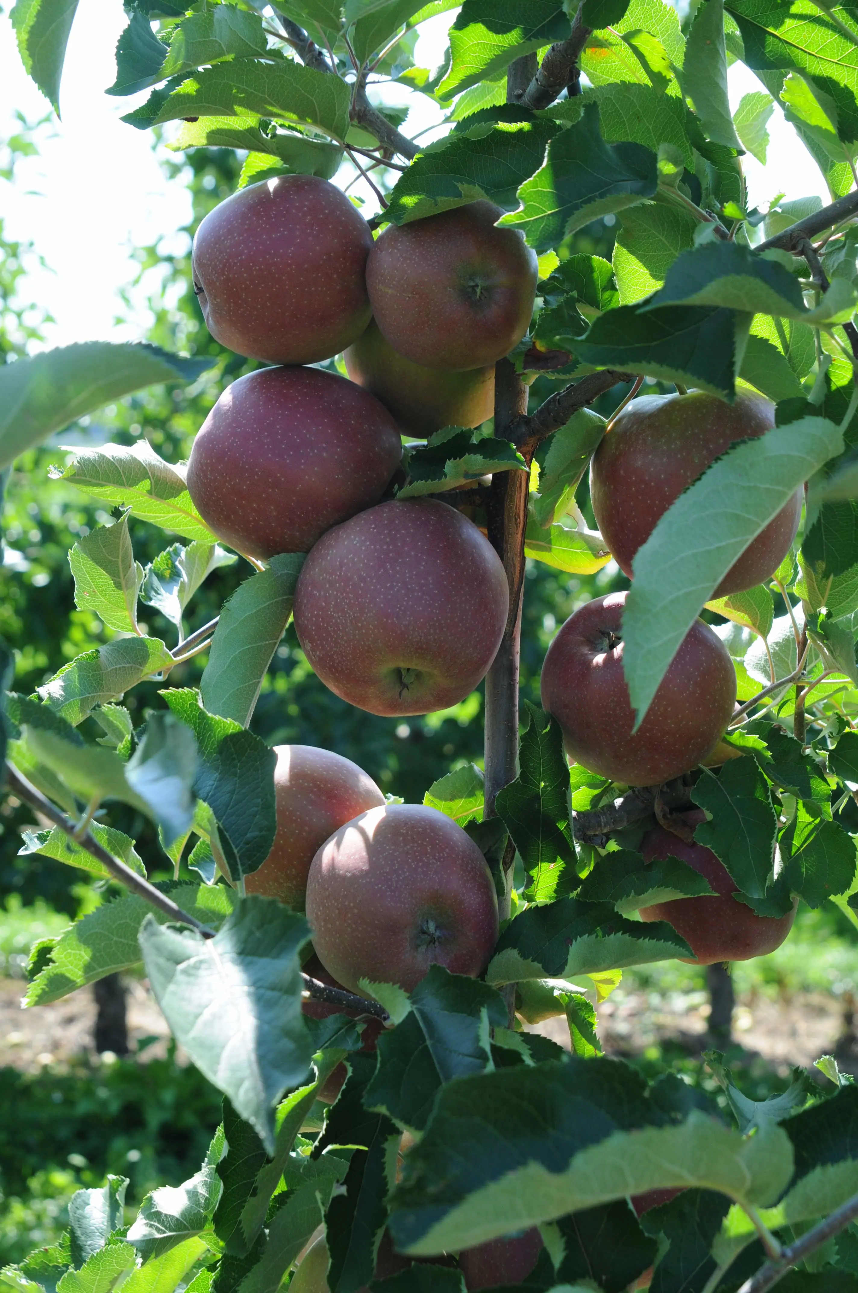 Frische Äpfel am Baum