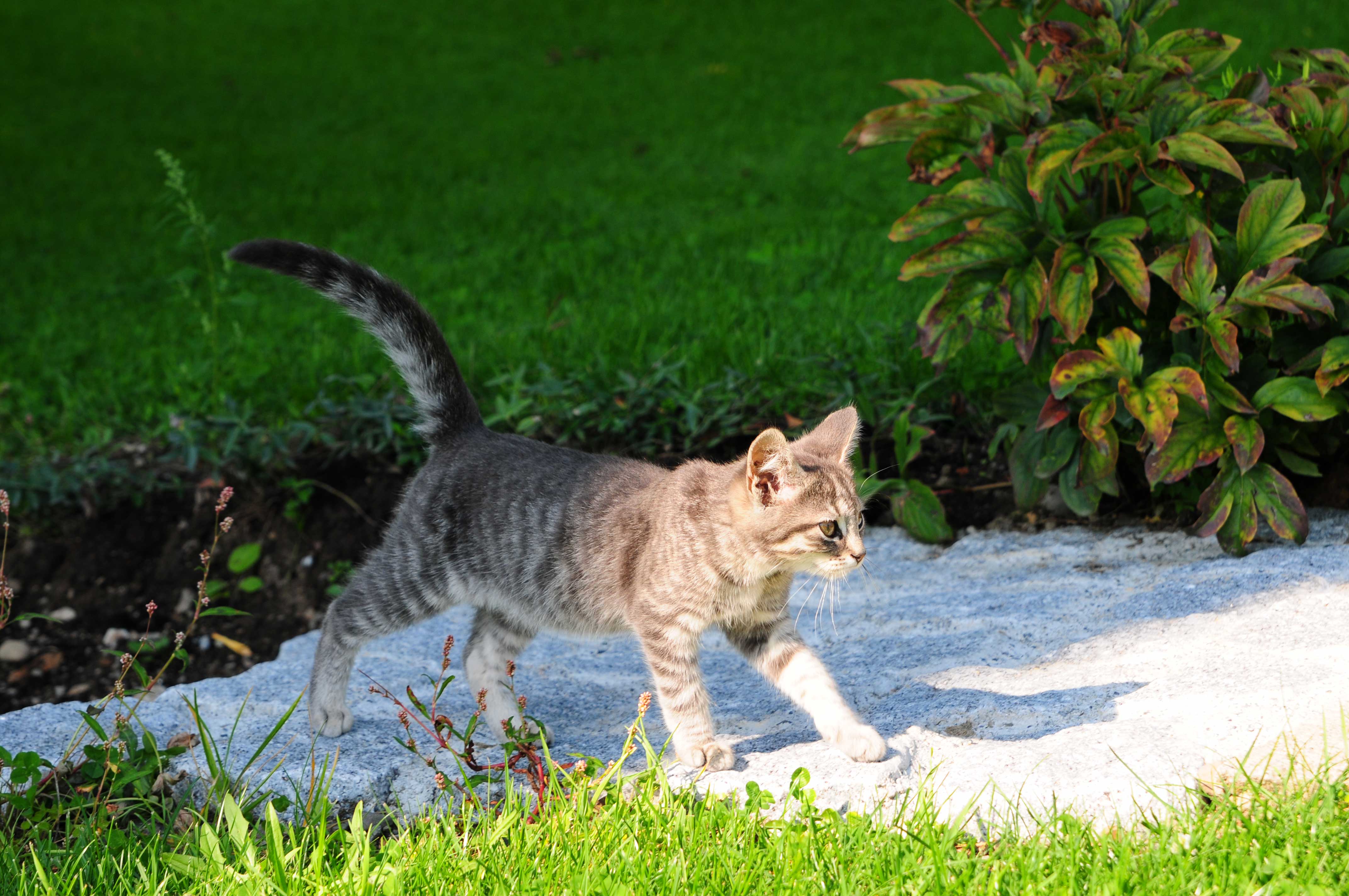 Eine unserer Hopfkatzen