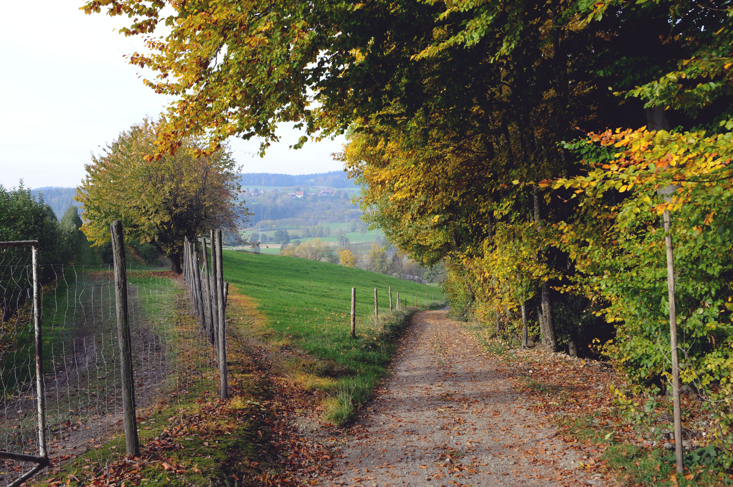 The path to our apple plantation